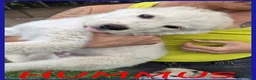 Meticcio cani in regalo: HUMMUS DOLCE CUCCIOLO 2 MESI, BUONISSIMO E COCCOLO - Annuncio 1