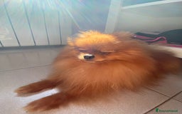 Volpino Pomerania cani in vendita: Volpino Spitz Pomerania adulto maschio a Città Metropolitana di Cagliari - Immagine 5