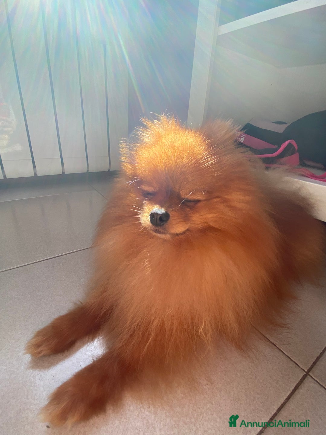 Volpino Pomerania cani in vendita: Volpino Spitz Pomerania adulto maschio a Città Metropolitana di Cagliari - Immagine 5