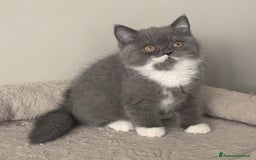 Scottish gatti in vendita: Scottish straight e fold - Annuncio 7