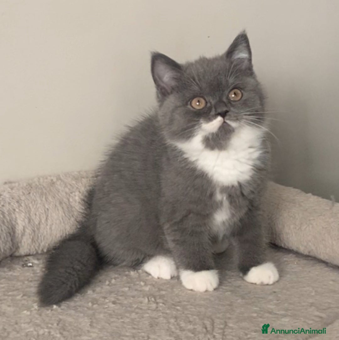 Scottish gatti in vendita: Scottish straight e fold - Annuncio 7