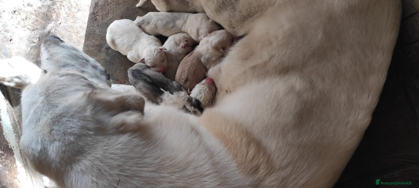 Pastore Asia Centrale cani Regalo a recupero spese cuccioli di Asia Centrale  - Annuncio 1