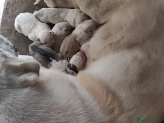 Pastore Asia Centrale cani Regalo a recupero spese cuccioli di Asia Centrale - Annuncio 32