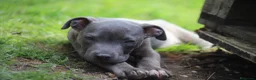 Pitbull cani in vendita: Pit Bull con pedigree, paghi anche a rate  - Annuncio 39