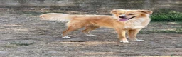 Meticcio cani in regalo: Mirko dolcissimo cagnolino a pelo lungo  a Città metropolitana di Milano - Annuncio 3