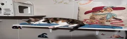 Europeo gatti in regalo: MICKY, affettuoso micio da adottare! - Annuncio 4