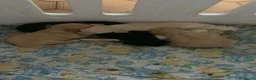 Barboncino cani in vendita: Barboncini nani cercano famiglia! - Annuncio 3