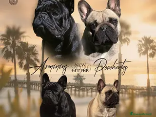 Bulldog Francese cani FANTASTICI CUCCIOLI nati il 6 Luglio! - Annuncio 2