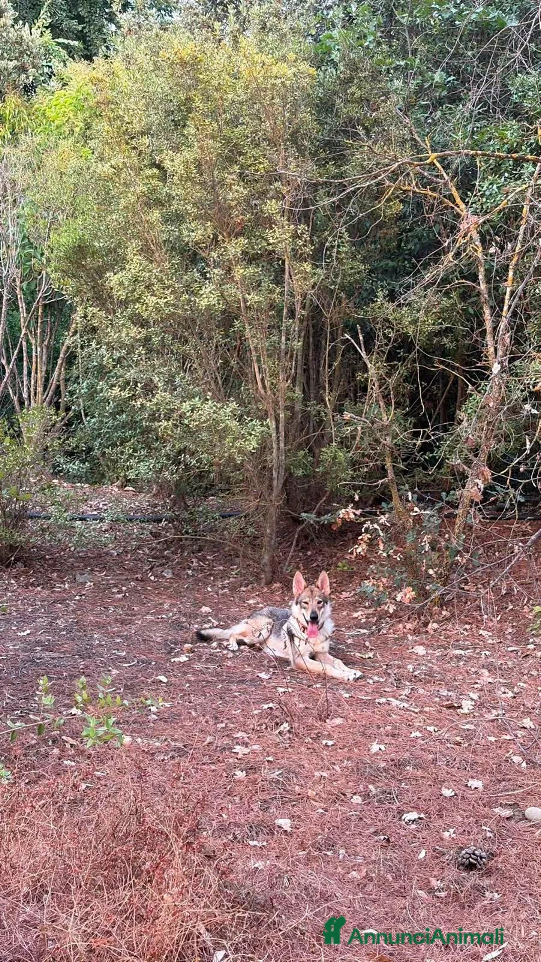 Lupo Cecoslovacco cani in regalo: Freya bellissima cucciola di lupo cecoslovacco a Provincia di Padova - Annuncio 7