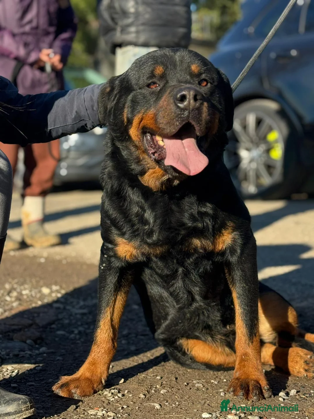 Rottweiler cani in regalo: Ares: 7 anni, Rottweiler equilibrato, socievole  a Città Metropolitana di Genova - Annuncio 1