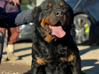 Rottweiler cani Ares: 7 anni, Rottweiler equilibrato, socievole a Città Metropolitana di Genova - Annuncio 1