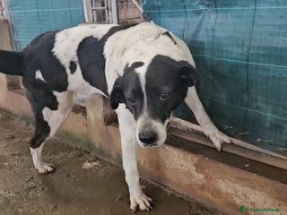 Meticcio cani Coffee: super dolce con tutti a Città Metropolitana di Genova - Annuncio 8