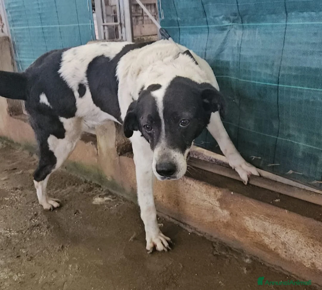 Meticcio cani in regalo: Coffee: super dolce con tutti  - Annuncio 1