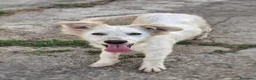 Meticcio cani in regalo: GAIA 🩷 impossibile guardarla senza sorridere - Annuncio 6