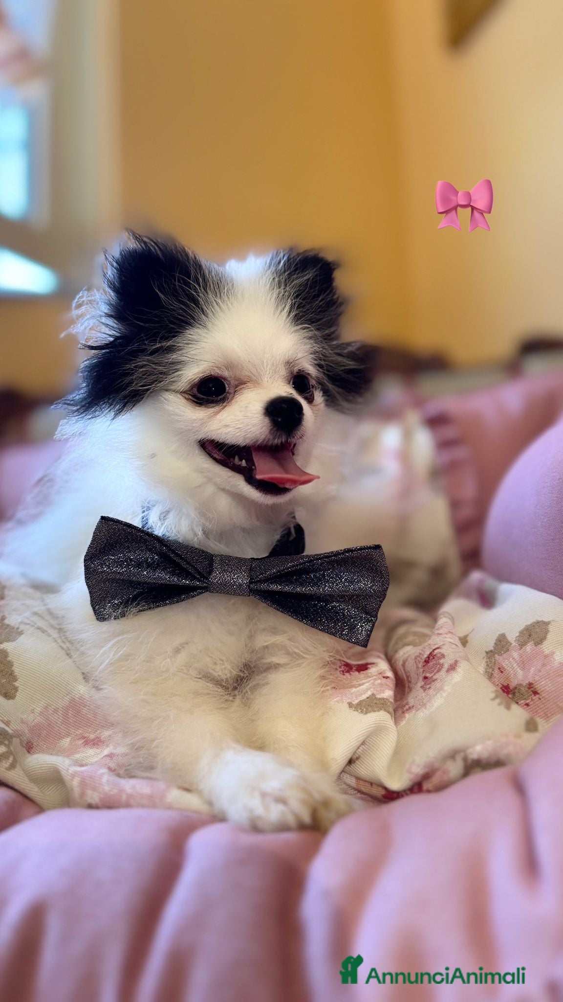 Spitz cani in vendita: Spitz Tedesco Nano - Annuncio 1