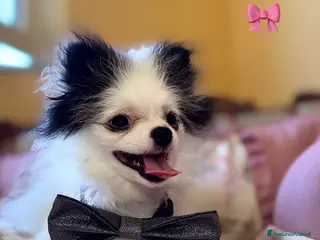 Spitz cani in vendita: Spitz Tedesco Nano - Annuncio 1