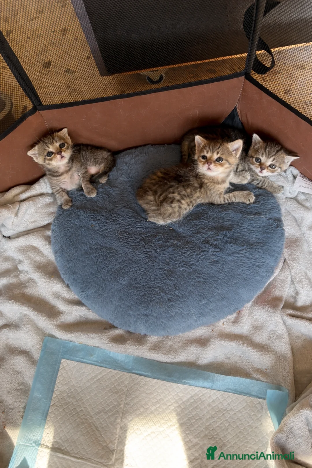 Scottish gatti in vendita: Vendesi Scottish fold e straight a Provincia di Bergamo - Annuncio 6