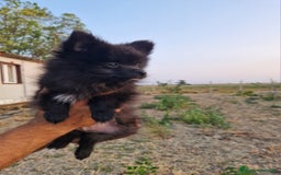 Volpino Italiano cani in vendita: Cucciola di volpino italiano con pedigree Enci  a Province of Foggia - Immagine 5