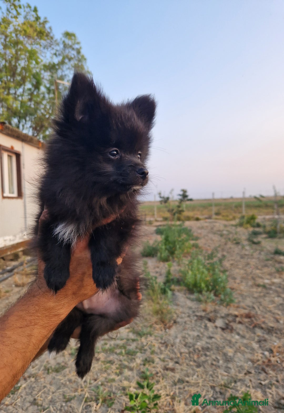 Volpino Italiano cani in vendita: Cucciola di volpino italiano con pedigree Enci  a Province of Foggia - Immagine 5