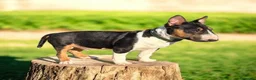 Bull Terrier Mini cani in vendita: Bull terrier miniature  a Provincia di Lucca - Annuncio 4