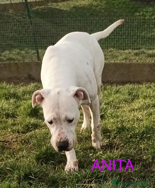 Dogo Argentino cani ANITA brava con le persone - Annuncio 2