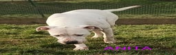 Dogo Argentino cani in regalo: ANITA brava con le persone - Annuncio 2