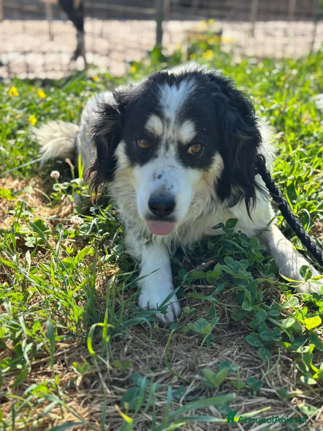 Meticcio cani in regalo: BALTO cagnolino taglia medio piccola cerca casa  - Annuncio 4