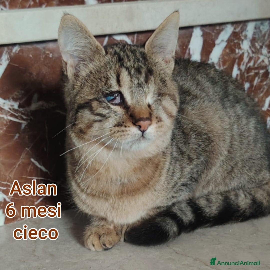 Europeo gatti in regalo: MICINI ABBANDONATI: URGENTE  - Annuncio 12