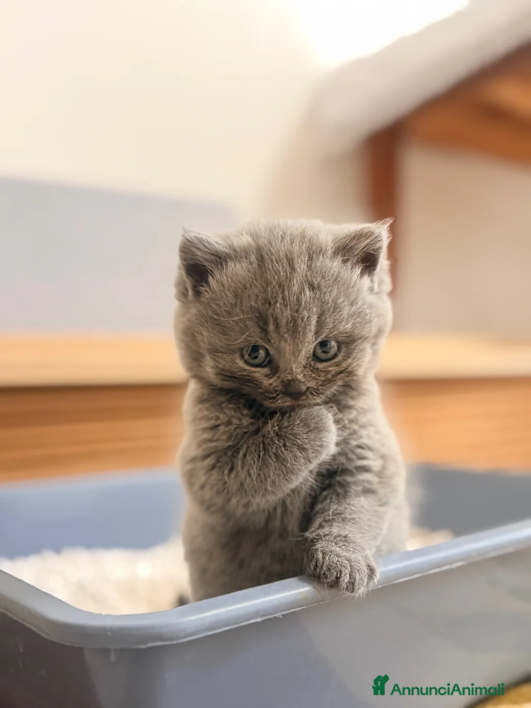 Scottish gatti in vendita: Gattini Scottish  a Provincia di Reggio Emilia - Annuncio 10