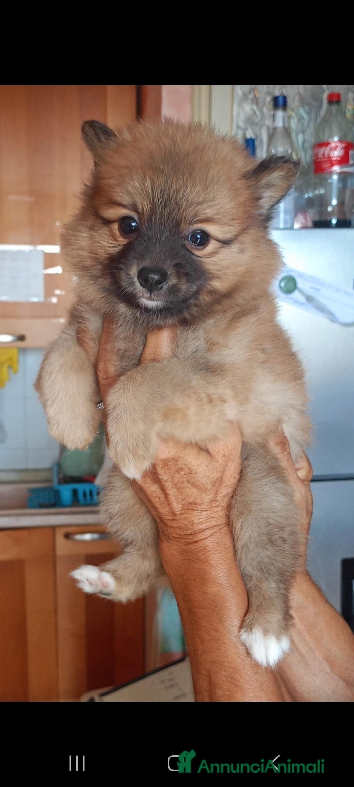 Volpino Pomerania cani Volpino spitz della pomerania - Annuncio 10