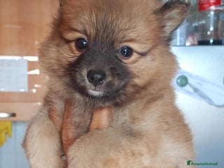 Volpino Pomerania cani Volpino spitz della pomerania - Annuncio 22