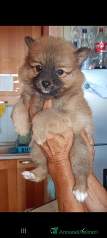 Volpino Pomerania cani Volpino spitz della pomerania - Annuncio 4