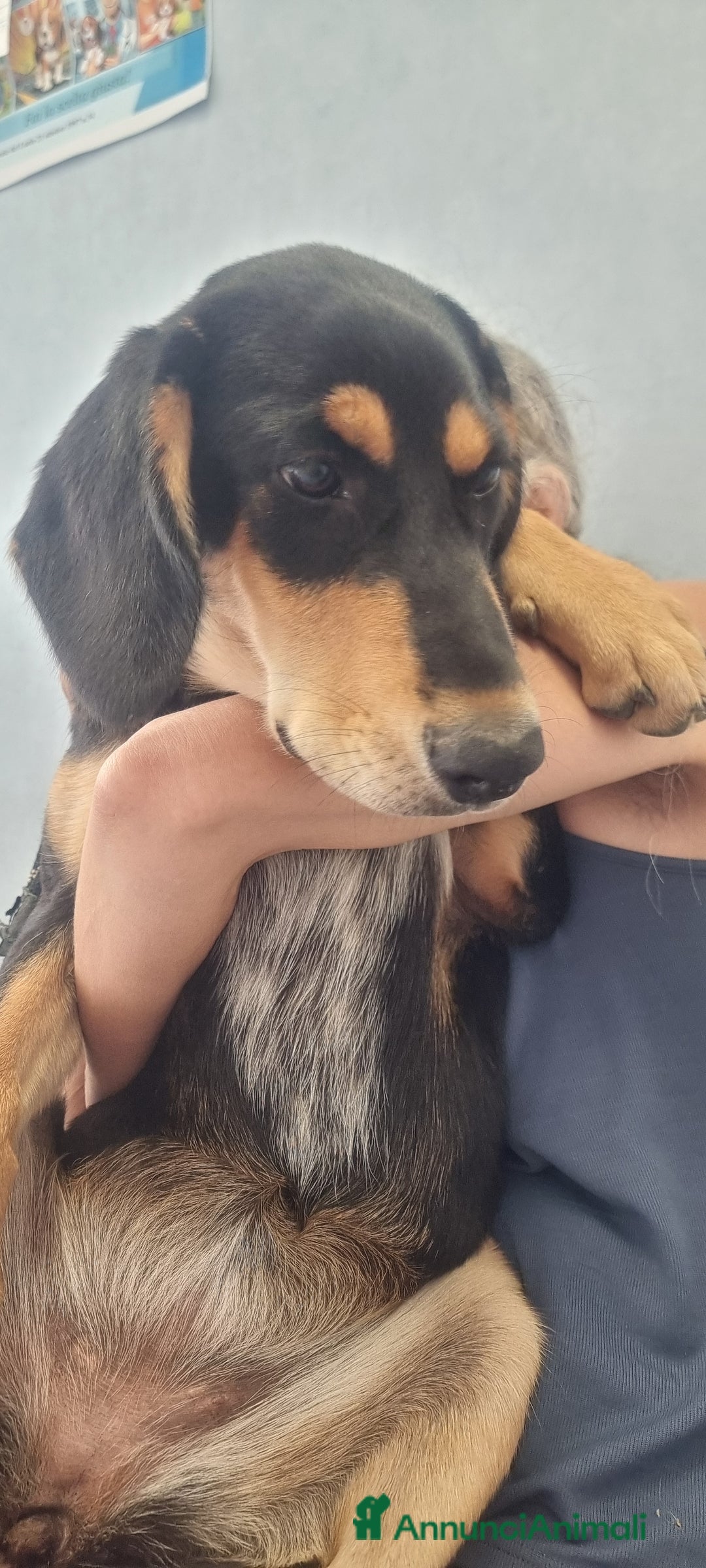 Segugio cani in regalo: Tiara - Annuncio 2