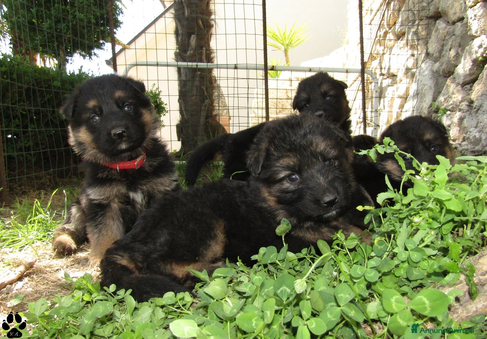 Pastore Tedesco cani Cuccioli di pastore tedesco selezionati - Annuncio 1