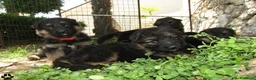Pastore Tedesco cani in vendita: Cuccioli di pastore tedesco selezionati - Annuncio 1