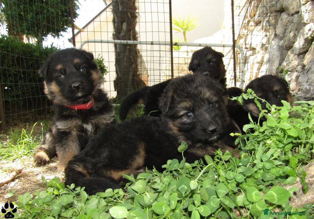 Pastore Tedesco cani in vendita: Cuccioli di pastore tedesco selezionati - Annuncio 1