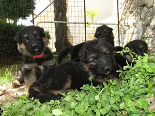 Pastore Tedesco cani in vendita: Cuccioli di pastore tedesco selezionati - Annuncio 3