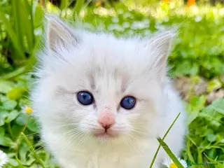 Ragdoll gatti cuccioli di ragdoll - Annuncio 3