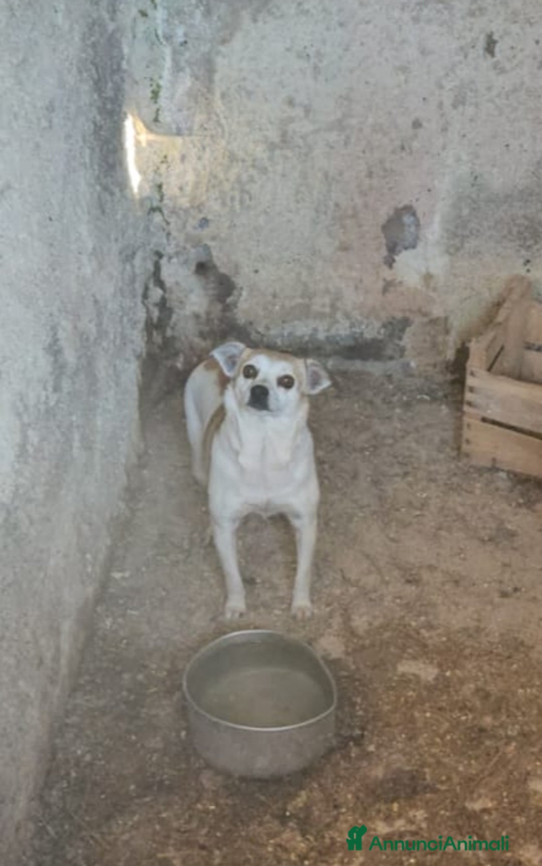 Meticcio cani in regalo: Tramezzino: 2 mesi taglia piccola  - Annuncio 4