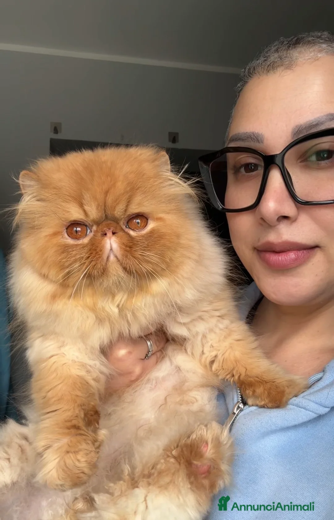 Persiano gatti in vendita: Gatti Persiani e Exotic Shorthair  a Città metropolitana di Milano - Annuncio 2