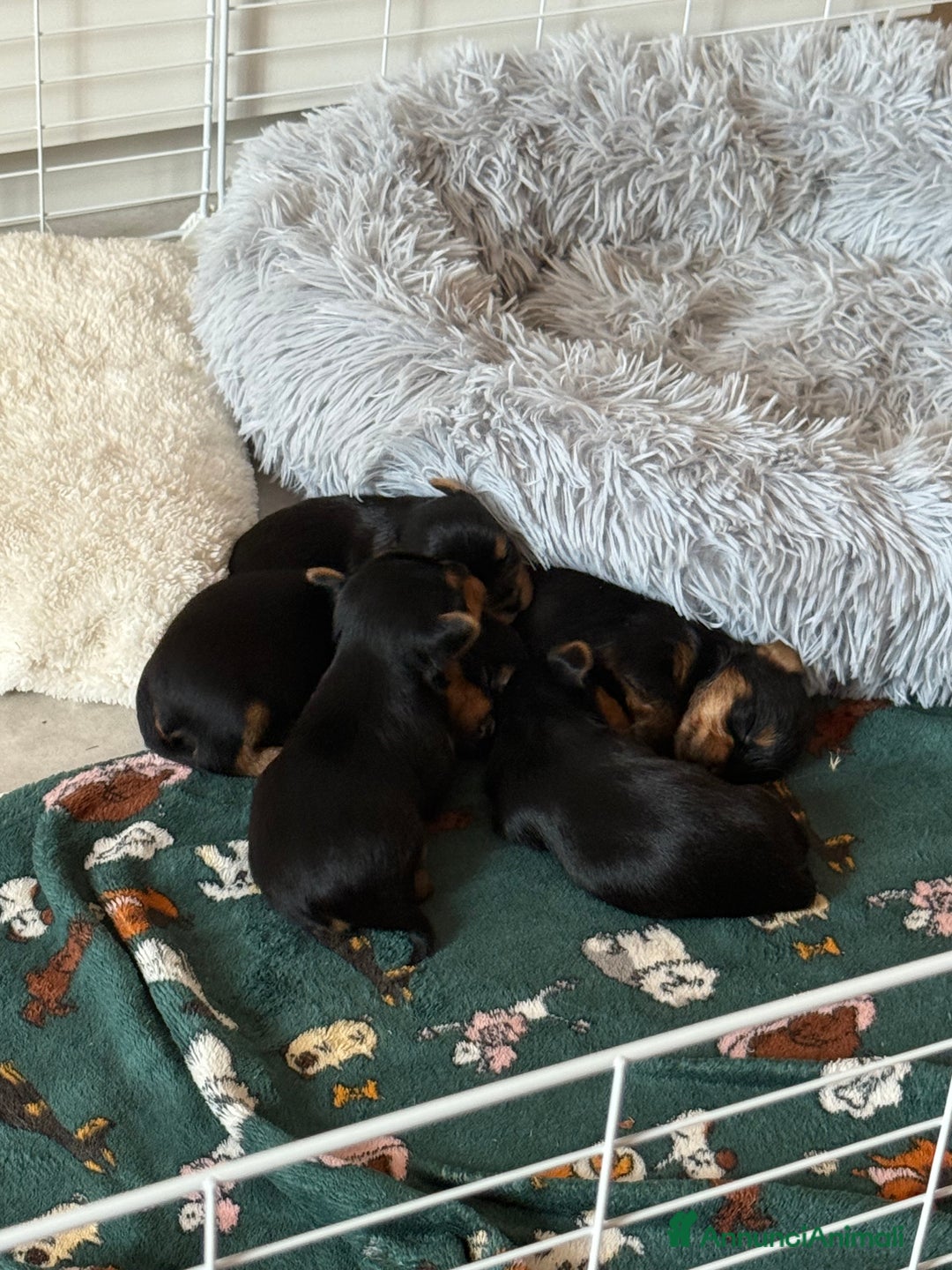 Yorkshire cani in vendita: cucciolo yourkshire terrier  a Città Metropolitana di Bologna - Immagine 5