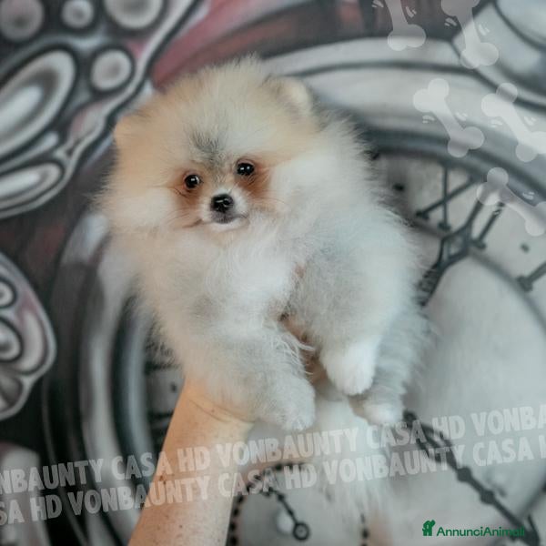 Volpino Pomerania cani Cuccioli di Pomerania nano  - Annuncio 13