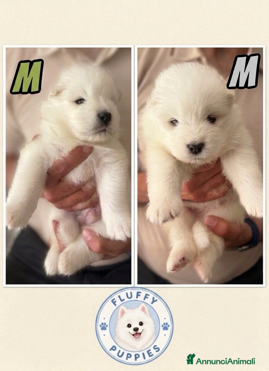 Samoiedo cani in vendita: Cuccioli di cane samoiedo  - Annuncio 1