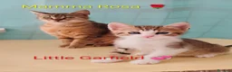 Europeo gatti in regalo: 4micini 50giorni IN ARRIVO A MILANO( su richiesta) - Annuncio 1