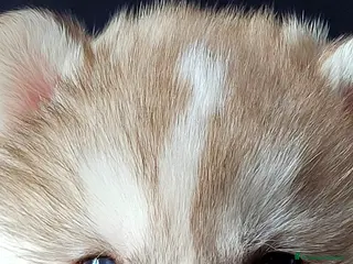 Husky cani SIBERIAN HUSKY CUCCIOLATA CON PEDIGREE - Annuncio 3