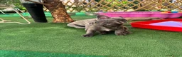 Bulldog Francese cani in vendita: Cuccioli di bulldog francese - Annuncio 6