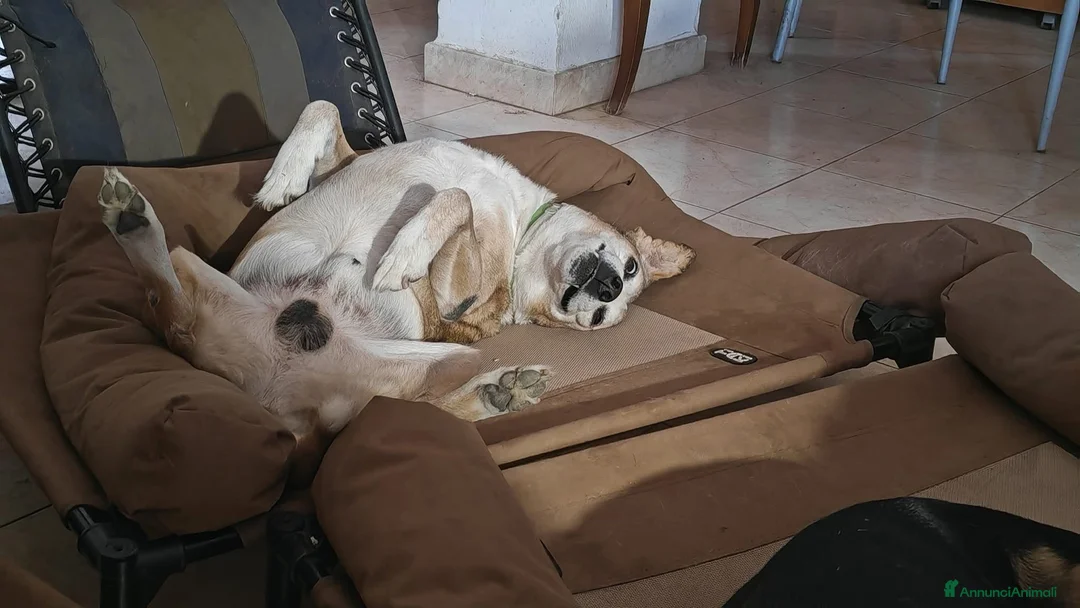 Meticcio cani in regalo: Buck: 15 anni. Educato e dolcissimo  - Annuncio 2