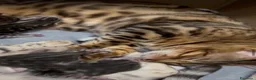 Bengala gatti in vendita: Splendidi cuccioli di bengala  - Annuncio 9