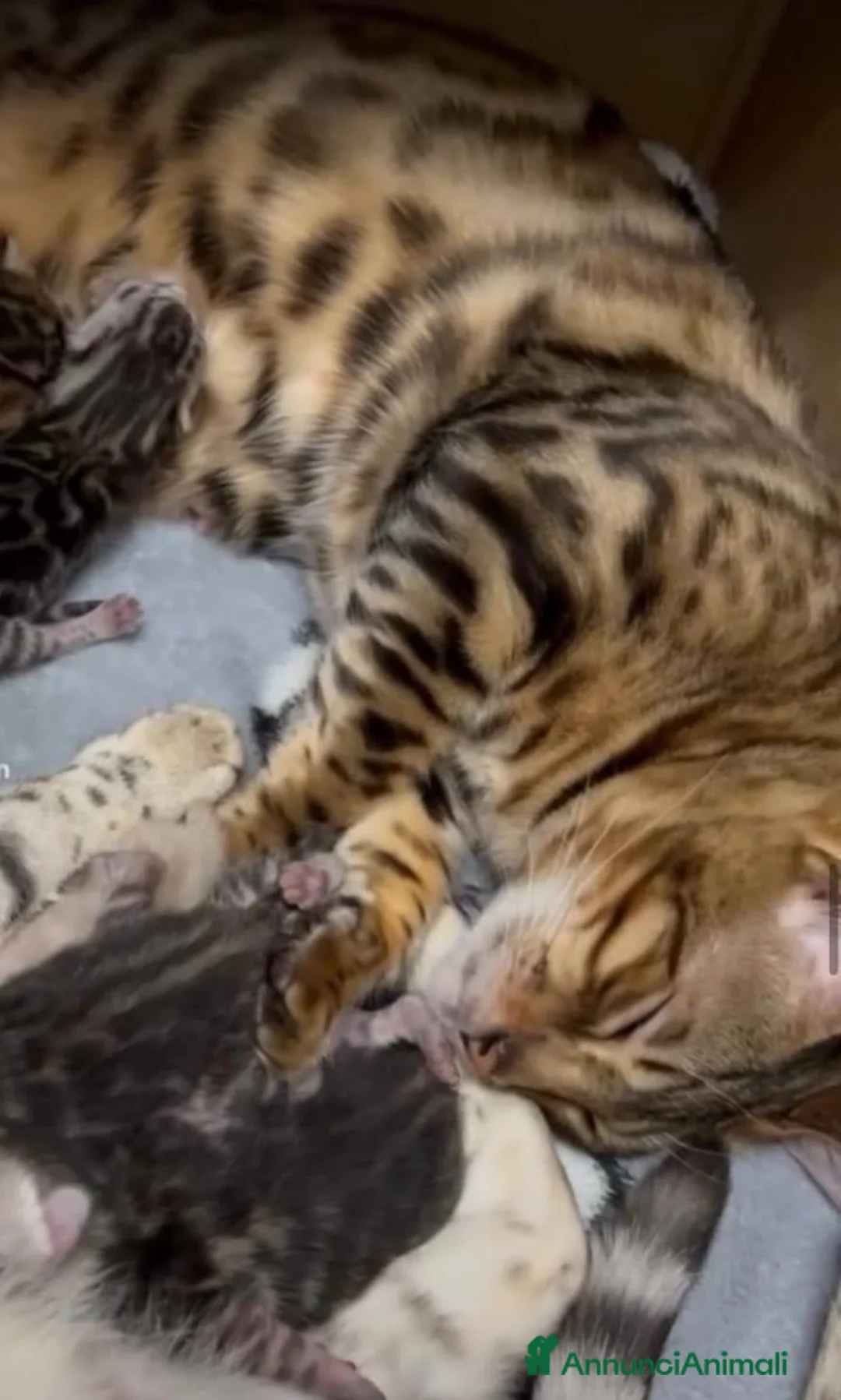 Bengala gatti in vendita: Splendidi cuccioli di bengala  - Annuncio 9