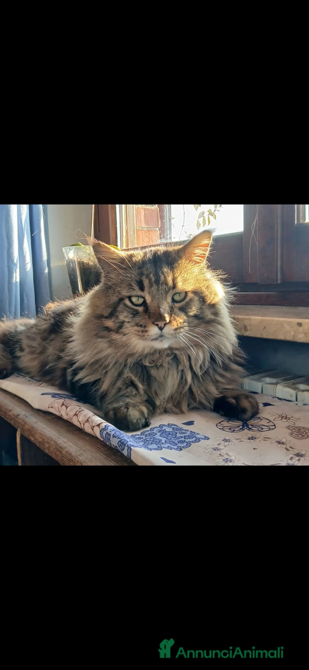 Maine Coon gatti in vendita: Dolcissimi maine coon a Provincia di Biella - Annuncio 2